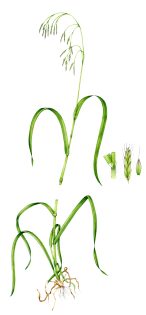 Hairy brome Bromopsis ramosa