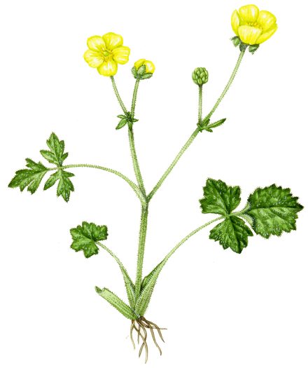 Hairy buttercup Ranunculus sardous natural history illustration by Lizzie Harper