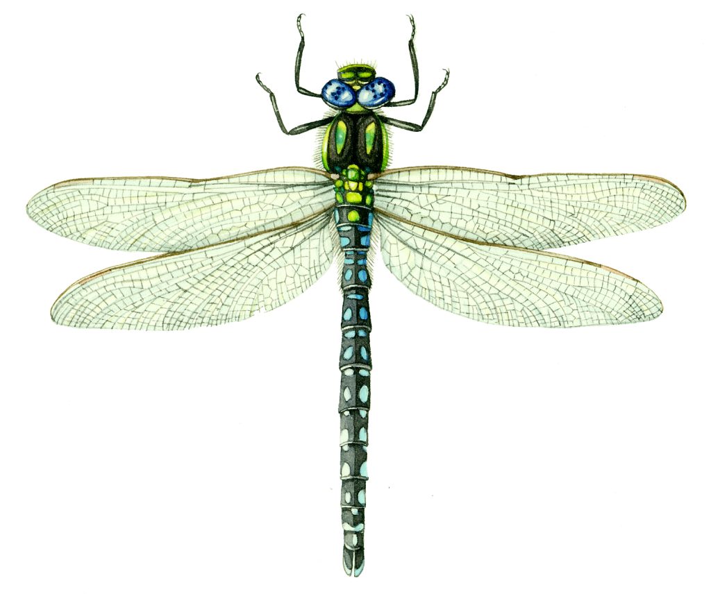 Hairy dragonfly Brachytron pratense natural history illustration by Lizzie Harper