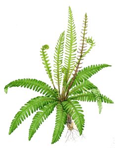Hard fern Blechnum spicant (Portrait)