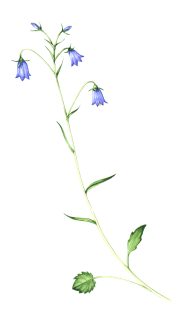 Harebell Campanula rotundifolia