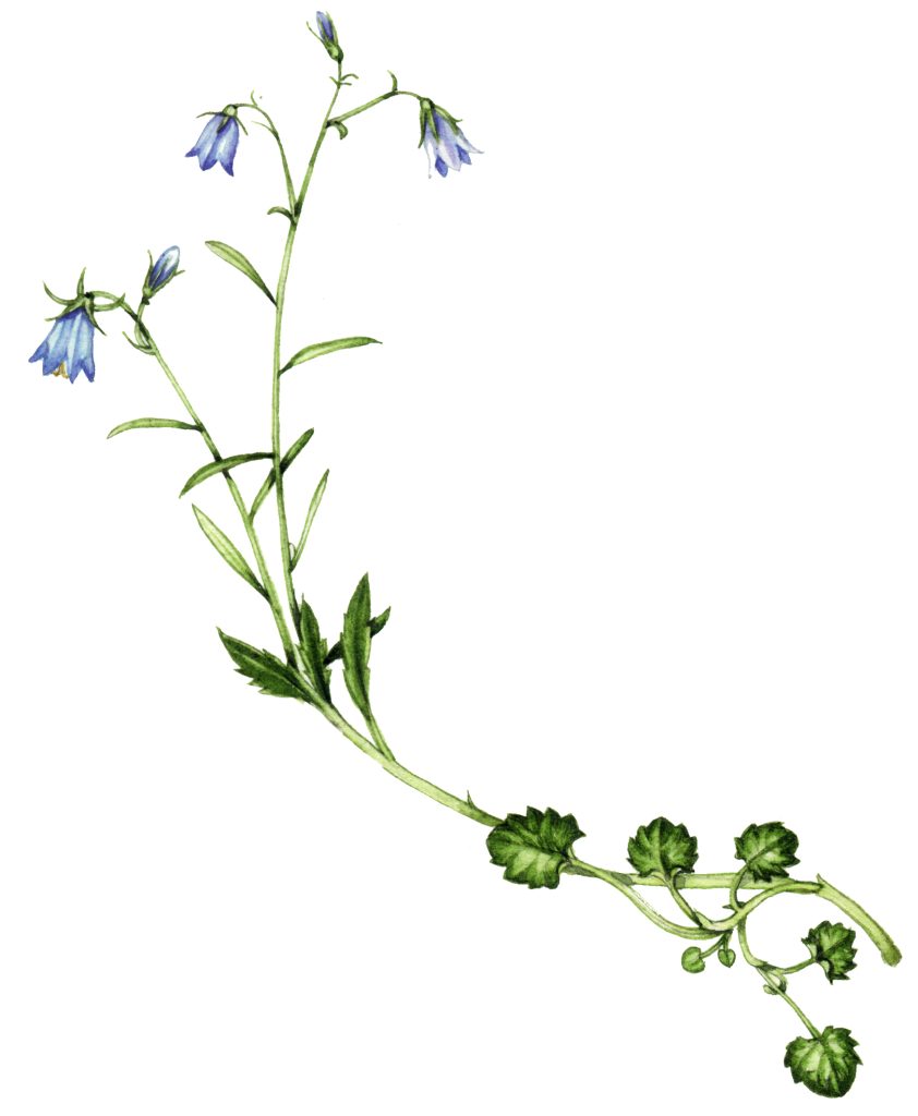 Harebell Campanula rotundifolia natural history illustration by Lizzie Harper