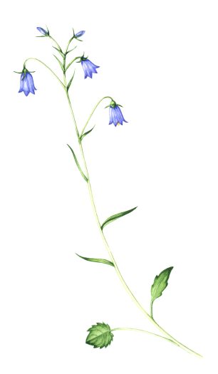 Harebell Campanula rotundifolia natural history illustration by Lizzie Harper