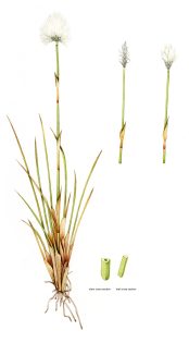 Hares tail Cottongrass Eriophorum vaginatum