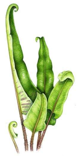 Harts tongue fern Phyllitis scolopendrium natural history illustration by Lizzie Harper