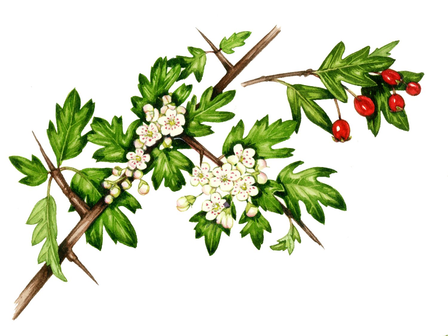 Hawthorn Crataegus Monogyna - Lizzie Harper