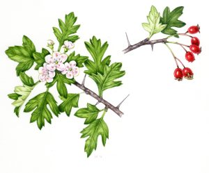 Hawthorn Crataegus monogyna natural history illustration by Lizzie Harper