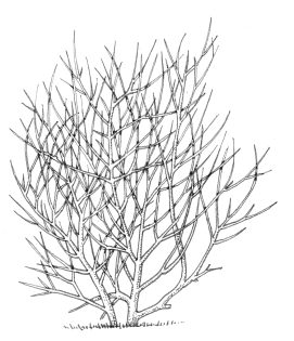 Hazel Corylus avellana tree