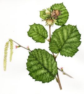 Hazel Corylus avellana natural history illustration by Lizzie Harper