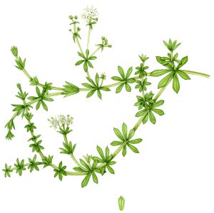 Heath Bedstraw Galium saxatile