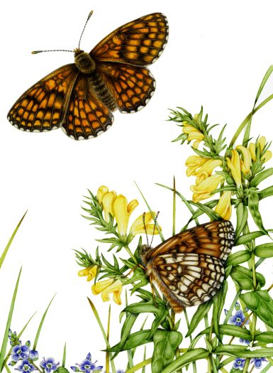 Heath fritillary butterfly Melitaea athalia natural history illustration by Lizzie Harper