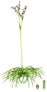 Heath rush Juncus squarrosus