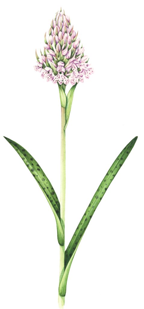 Heath spotted orchid Dactylorhiza maculata natural history illustration by Lizzie Harper