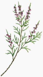Heather Calluna vulgaris