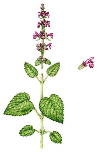 Hedge woundwort Stachys sylvatica natural history illustration by Lizzie Harper
