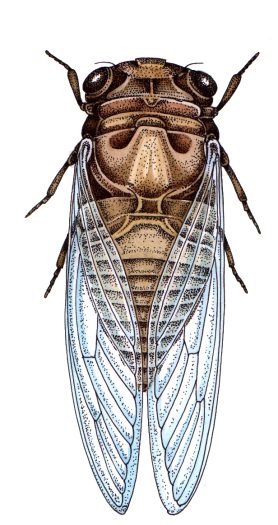 Hemipteran bug natural history illustration by Lizzie Harper