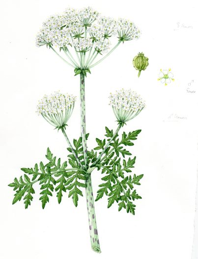 Hemlock Conium maculatum natural history illustration by Lizzie Harper