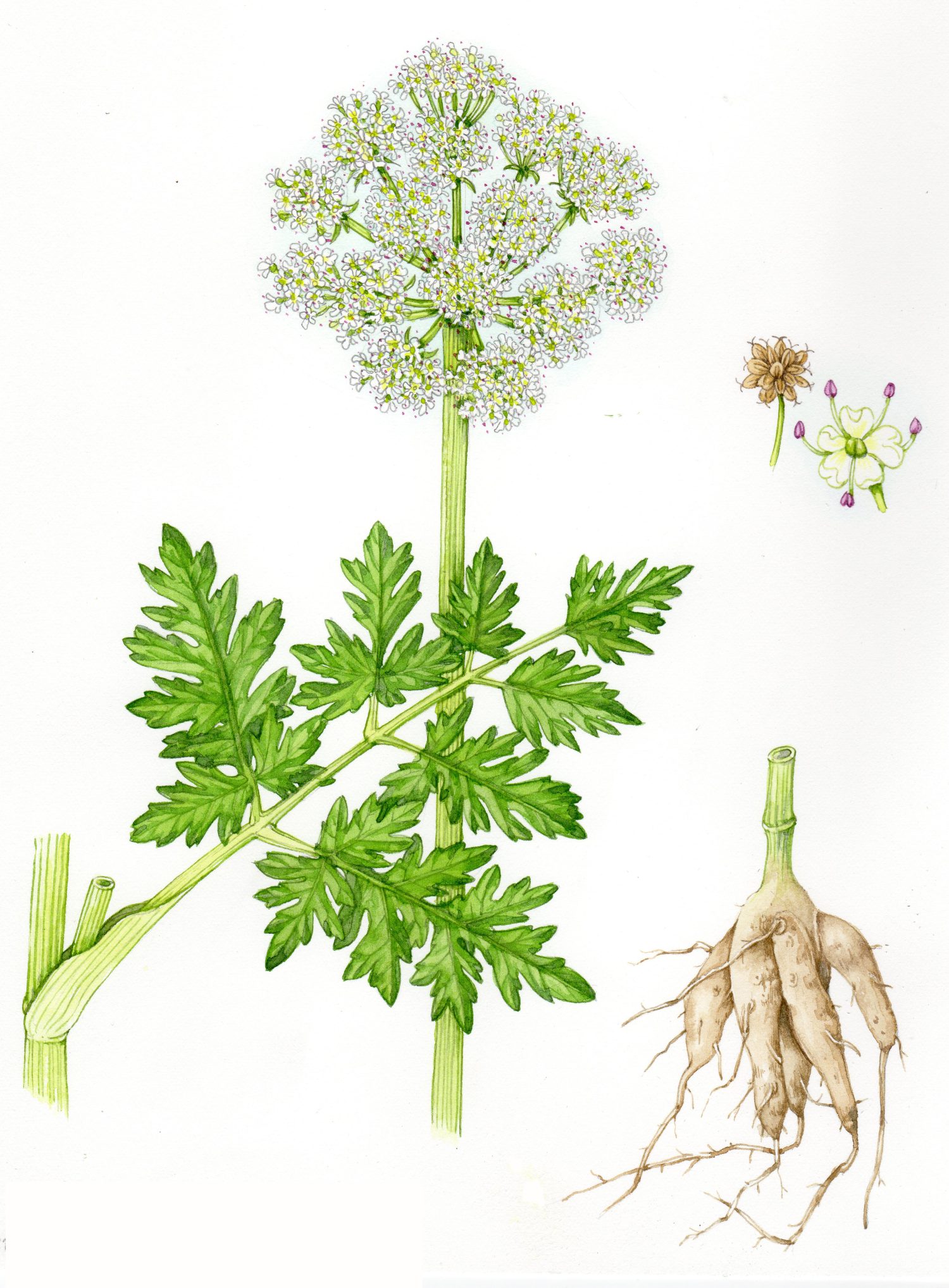 Hemlock Water dropwort Oenanthe crocata - Lizzie Harper