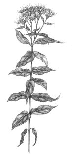 Hemp Agrimony Eupatorium cannabinum