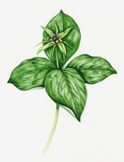 Herb paris Paris quadrifolia natural history illustration by Lizzie Harper