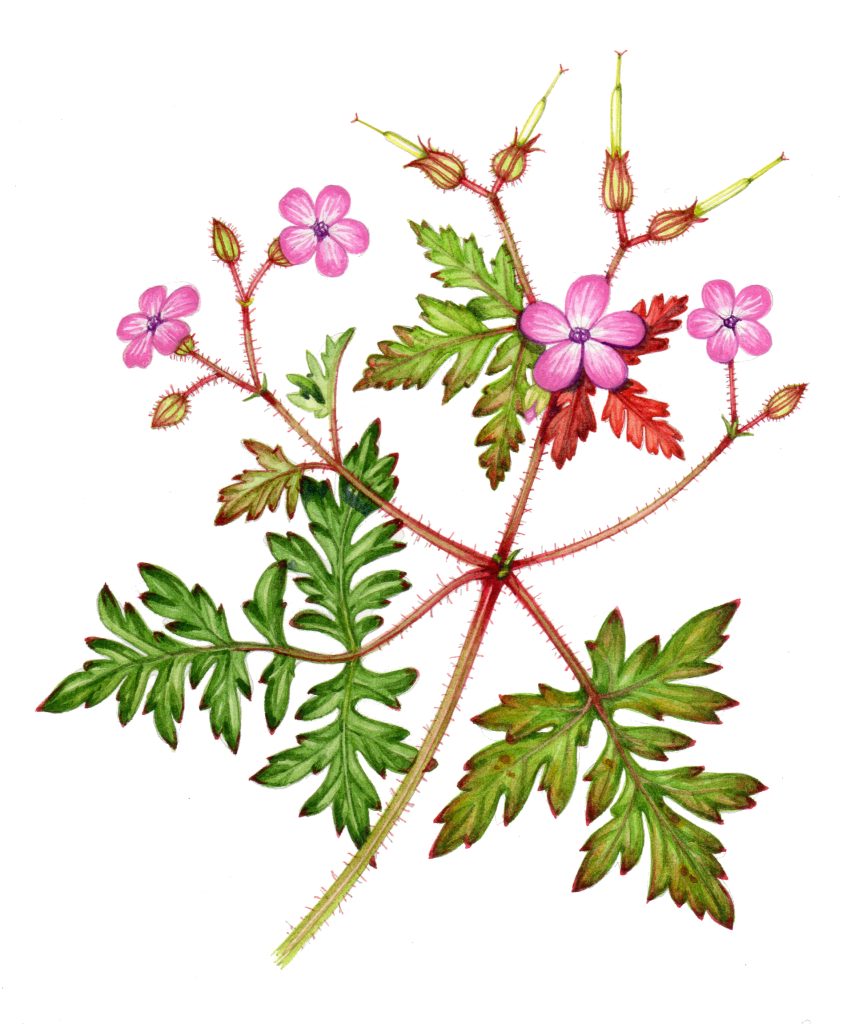 Herb robert Geranium robertianum natural history illustration by Lizzie Harper