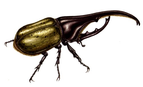 Hercules beetle Dynastes hercules natural history illustration by Lizzie Harper