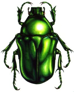 Heterorrhina elegans flower chafer beetle