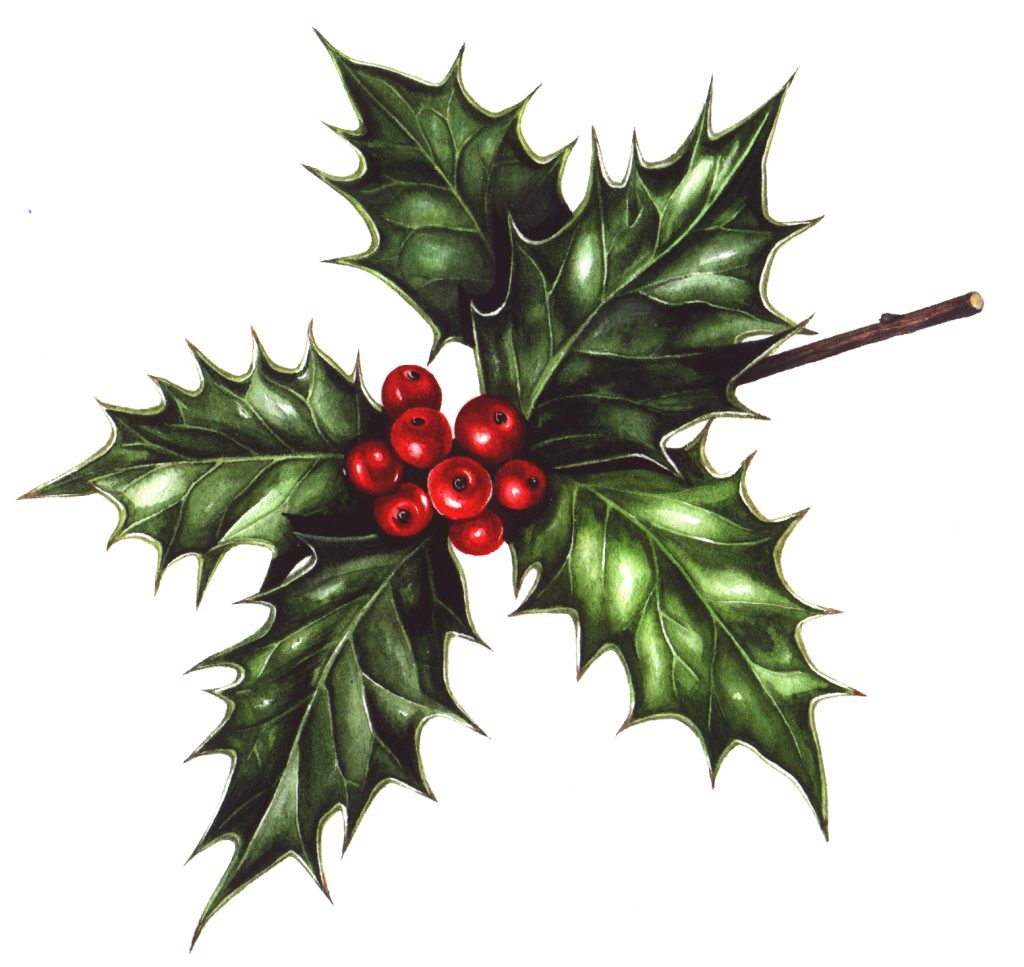 Holly Ilex aquifolium natural history illustration by Lizzie Harper