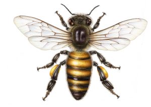 Honey bee Apis mellifera (Landscape)