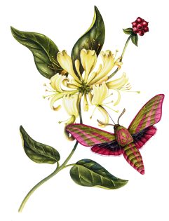 Honeysuckle Lonicera periclymenum and elephant hawkmoth Deilephila elpenor