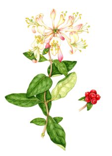 Honeysuckle Lonicera periclymenum