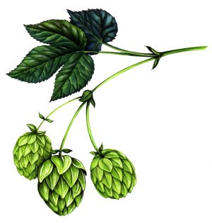 Hop Humulus lupulus