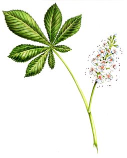 Horse Chestnut Aesculus hippocastanum
