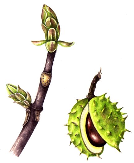 Horse Chestnut Aesculus hippocastanum twig and conker natural history illustration by Lizzie Harper