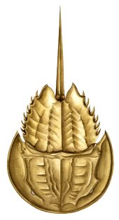 Horseshow crab Limulus polyphemus