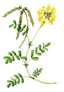 Horseshoe vetch Hippocrepis comosa