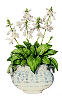 Hostas in a pot