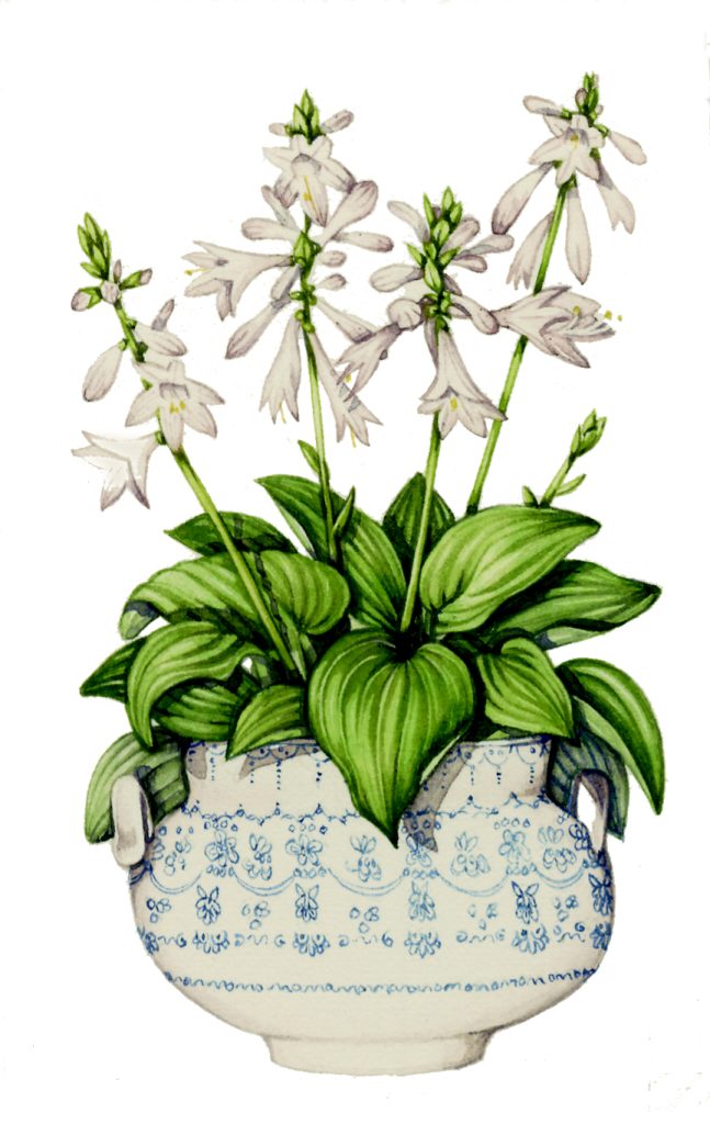 Hosta natural history illustration by Lizzie Harper