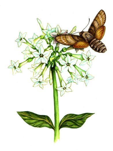 Hummingbird Hawkmoth Macroglossum stellatarum natural history illustration by Lizzie Harper