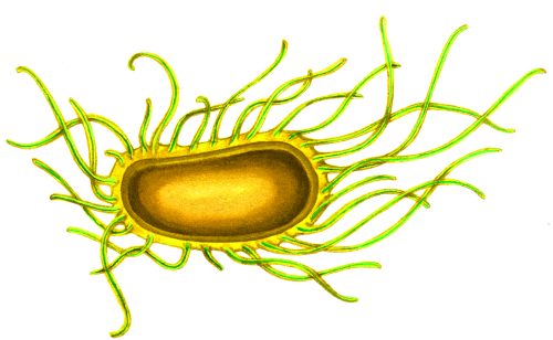 Hylobacter natural history illustration by Lizzie Harper