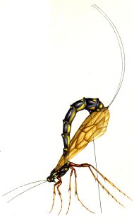 Sabre wasp Rhyssa persuasoria