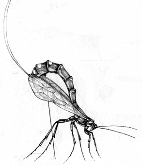 Sabre wasp Rhyssa persuasoria natural history illustration by Lizzie Harper