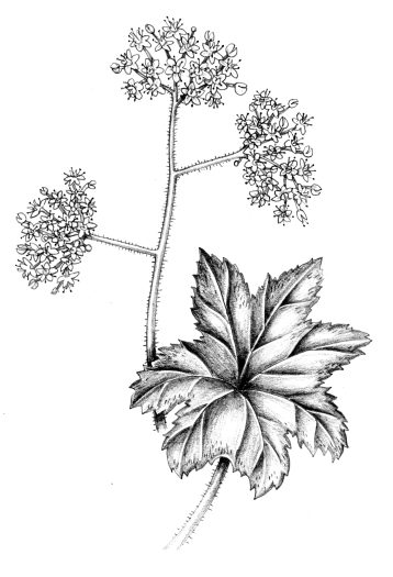 Indian Rhubarb Darmera peltata natural history illustration by Lizzie Harper