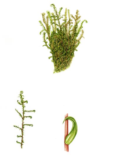 Intermediate Hook moss Scorpidium cossonii natural history illustration by Lizzie Harper