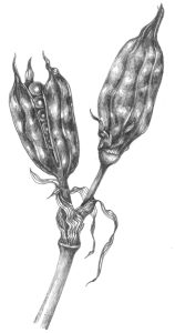 Iris seed pod natural history illustration by Lizzie Harper