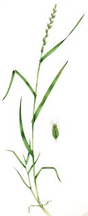 Italian Rye grass Lolium multiflorum