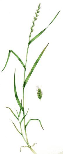 Italian Rye grass Lolium multiflorum natural history illustration by Lizzie Harper