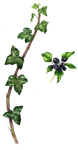 Ivy Hedera helix natural history illustration by Lizzie Harper