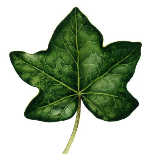 Ivy leaf Hedera helix natural history illustration by Lizzie Harper