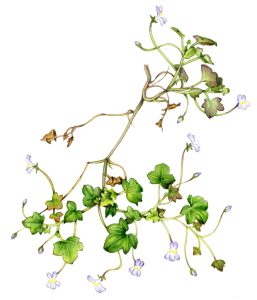 Ivy leaved toadflax Cymbalaria muralis natural history illustration by Lizzie Harper